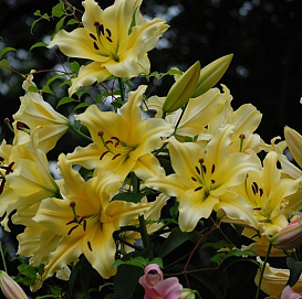 Лилия 'Барута' (желтая)