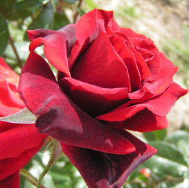 Роза 'Шварц Мадонна' (чайно-гибридная) (красная)