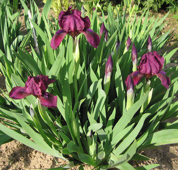 Ирис карликовый Черри Гарден (Cherry Garden)