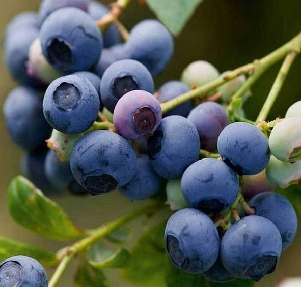 Голубика среднерослая 'Эрлиблю'