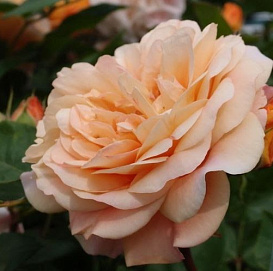 Роза 'Чарльз Остин' (парковая) (персиковая)