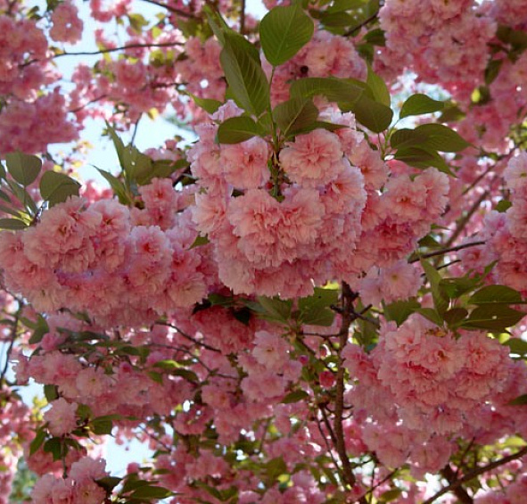 Вишня мелкопильчатая (сакура) 'Канзан'