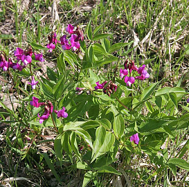 Чина весенняя