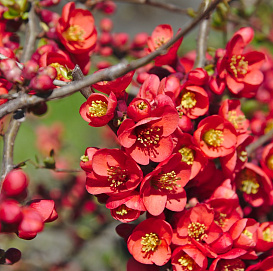 Айва превосходная 'Рэд Трейл'