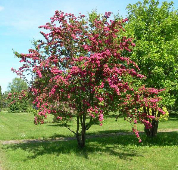 Боярышник средний 'Паульс Скарлет'