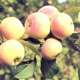 Яблоня домашняя 'Весна'