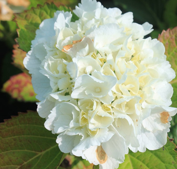 Гортензия крупнолистная 'Форевер энд Эвер'