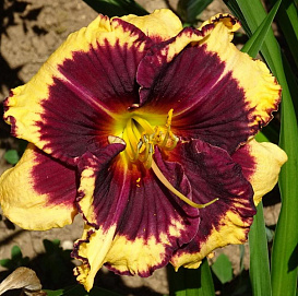 Лилейник гибридный 'Тайгер  Блад'