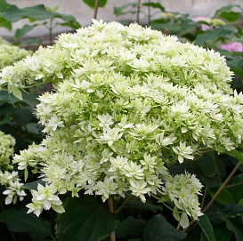 Гортензия крупнолистная 'Хайес Старберст'