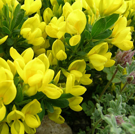 Ракитник стелющийся