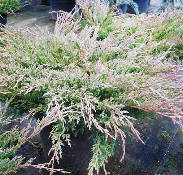 Можжевельник горизонтальный 'Андорра Компакт'