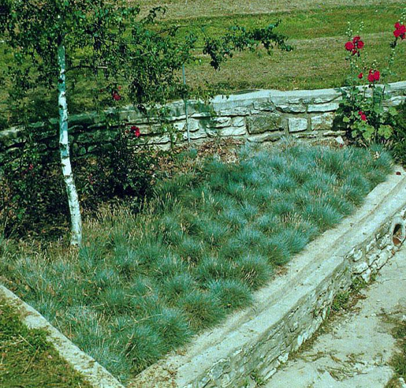 Овсяница сизая Варна