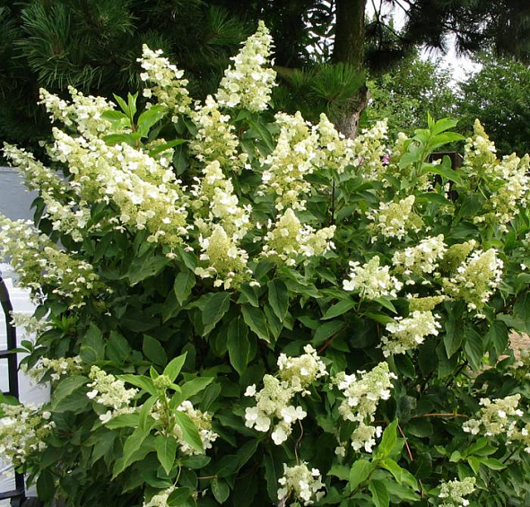 Гортензия метельчатая 'Юник'