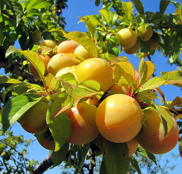 Слива 'Медовая'