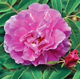 Роза 'Тереза Багнет' (парковая) (розовая)