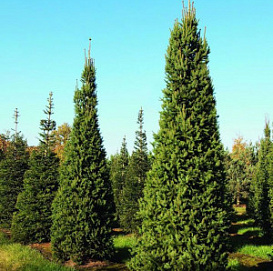 Ель обыкновенная (европейская) 'Колумнарис'