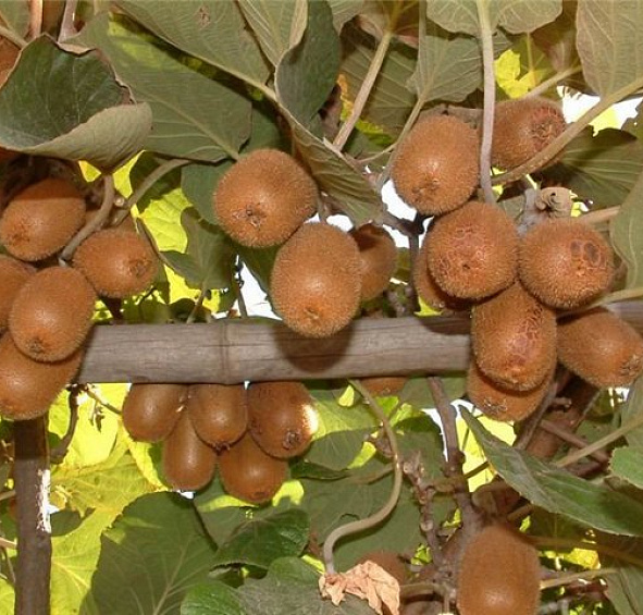 Актинидия полигама 'Абрикосовая'