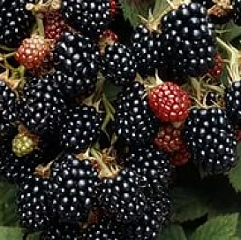 Ежевика 'Блек сатин'
