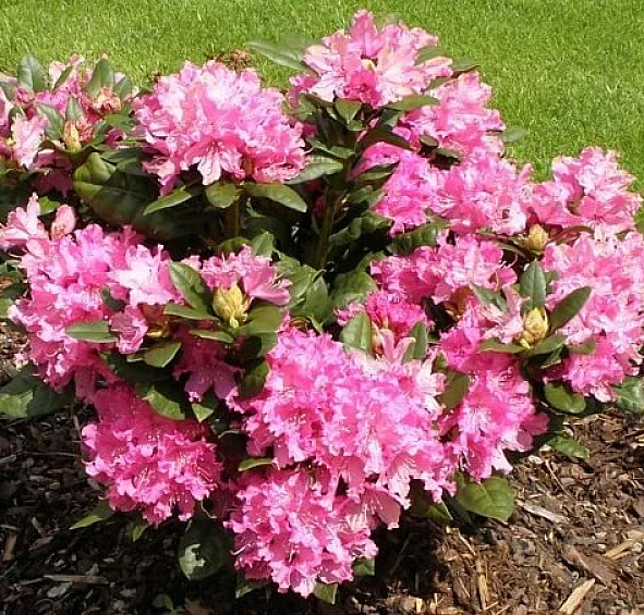 Рододендрон гибридный 'Рокет' (розовый)