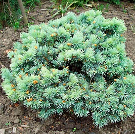 Ель колючая 'Фрида'