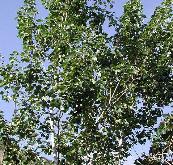 Тополь бальзамический