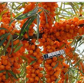 Облепиха 'Пантелеевская'