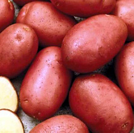Картофель семенной РЕД СКАРЛЕТТ (суперэлита) 