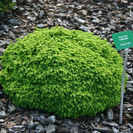 Ель обыкновенная 'Литтл Джем'