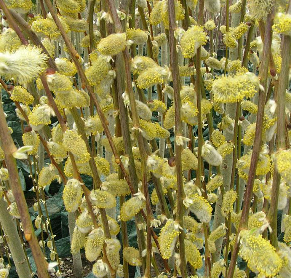 Ива козья 'Пендула'