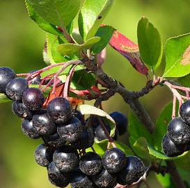 Рябина черноплодная (арония) 'Мулатка'