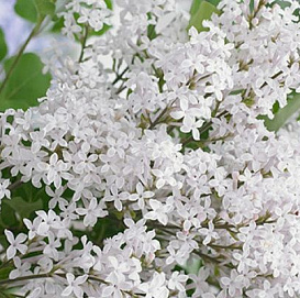 Сирень Мейера 'Флауэрфеста Вайт' (белая)