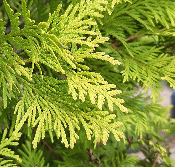 Туя западная 'Еллоу Риббон'