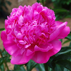 Пион молочноцветковый 'Себастьян Маас' (малиновый)