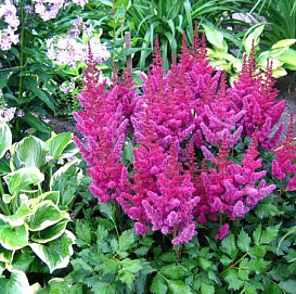 Астильба китайская 'Вижинс' (пурпурная)