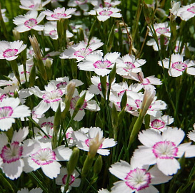 Гвоздика травянка 'Конфетти Вайт' (белая)