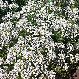 Алиссум морской (Лобулярия) 'Тини Тим'