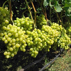 Виноград 'Аркадия'