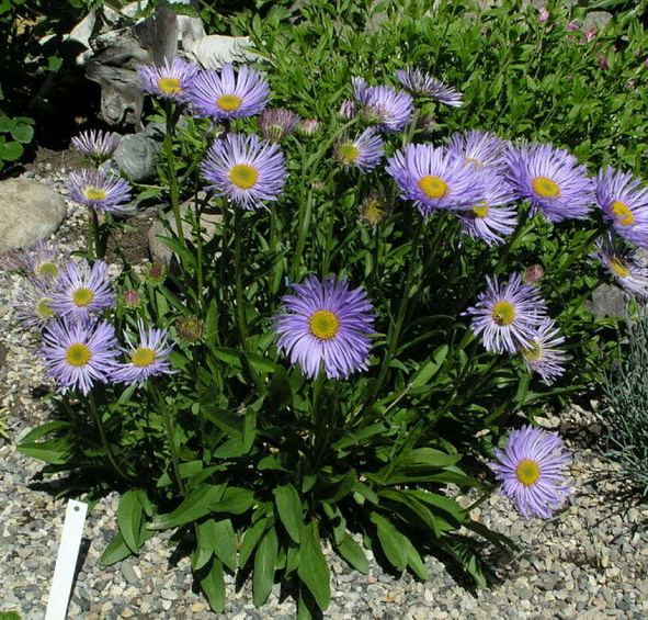 Астра альпийская