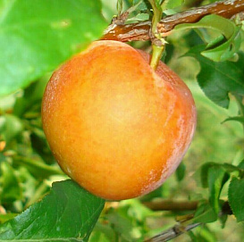 Алыча 'Оранжевая'