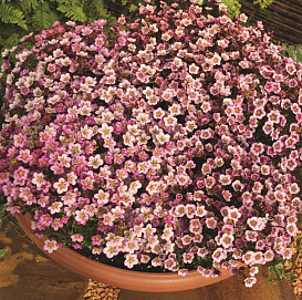 Камнеломка Арендса 'Хайландер Роуз Шейдс' (белая с розовыми штрихами)