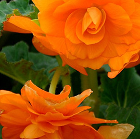 Бегония клубневая 'Нонстоп Мокка Дип Оранж' (оранжевая)