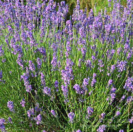 Лаванда Лаванда узколистная 'Монтагнак Пёпл'