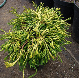 Кипарисовик тупой Гитте (Gitte)