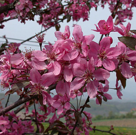 Яблоня декоративная 'Кокцинелла'