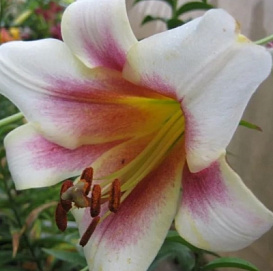 Лилия 'Пэшн Мун' (кремово-пурпурный)