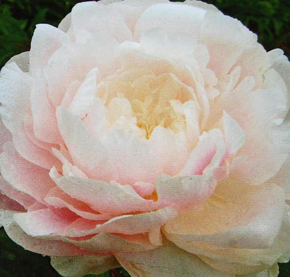 Пион молочноцветковый 'Мун Ривер' (розово кремовый)