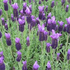 Лаванда Лаванда стэха́дская 'Анук'
