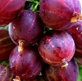 Крыжовник 'Консул'