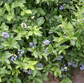 Голубика узколистная 'Норт Кантри'