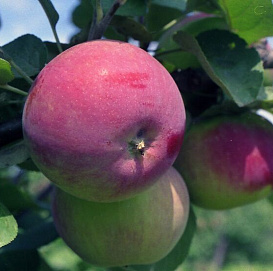 Яблоня домашняя 'Фармел'